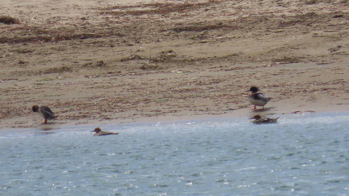 Red-breasted Merganser - ML617861273