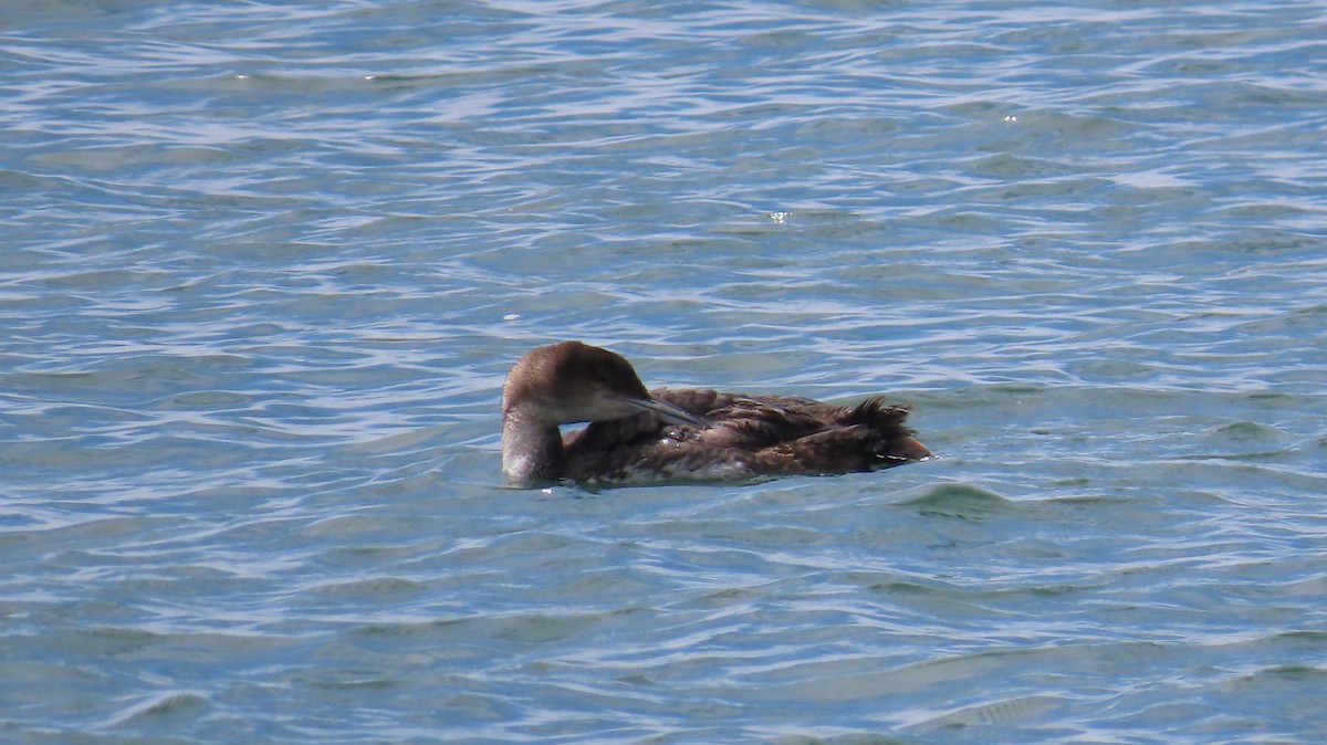 Common Loon - ML617861289