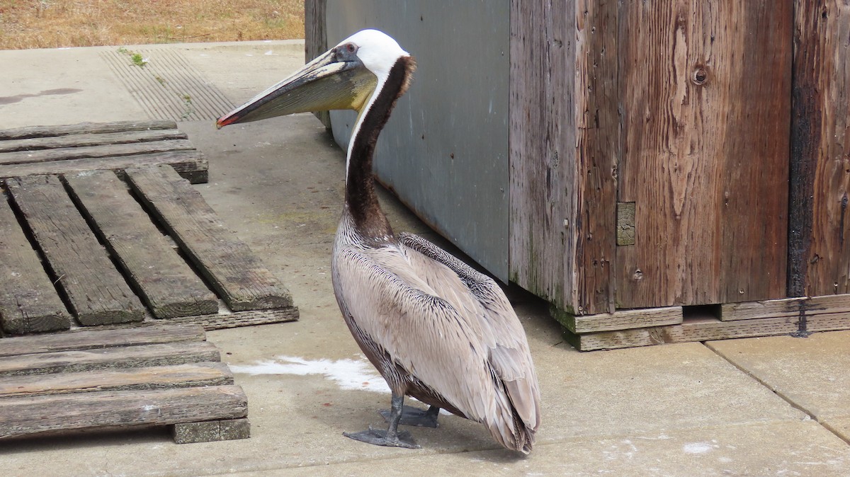 Brown Pelican - ML617861292