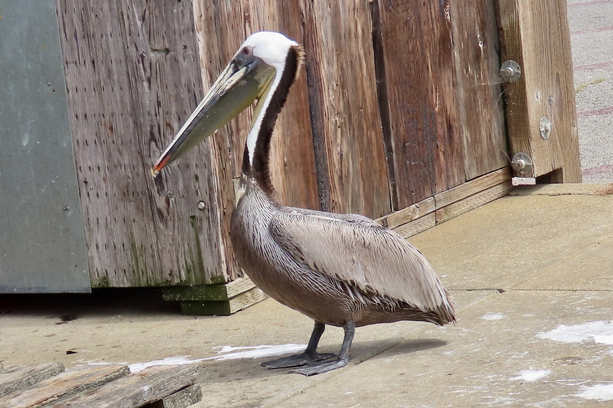 Brown Pelican - ML617861294