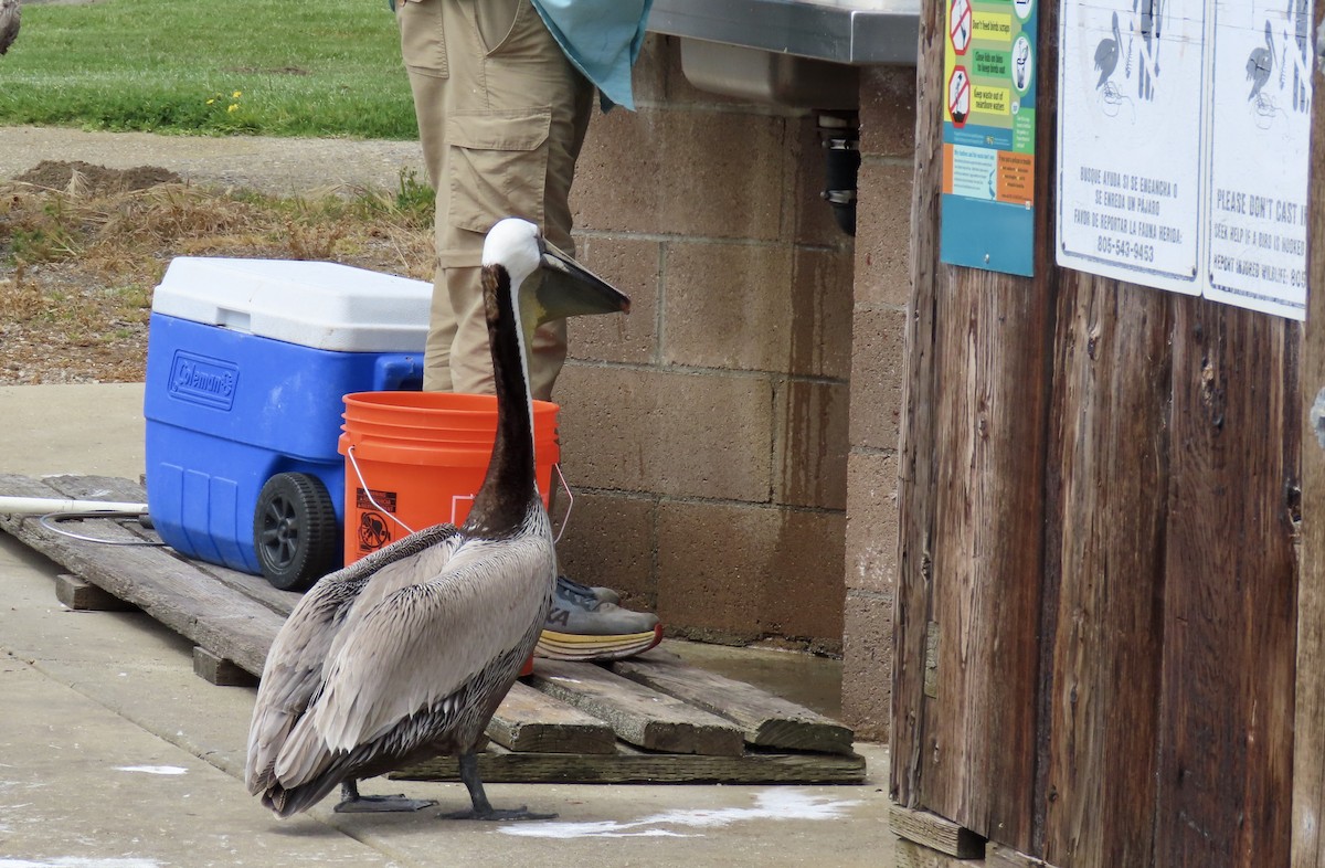 Brown Pelican - ML617861304