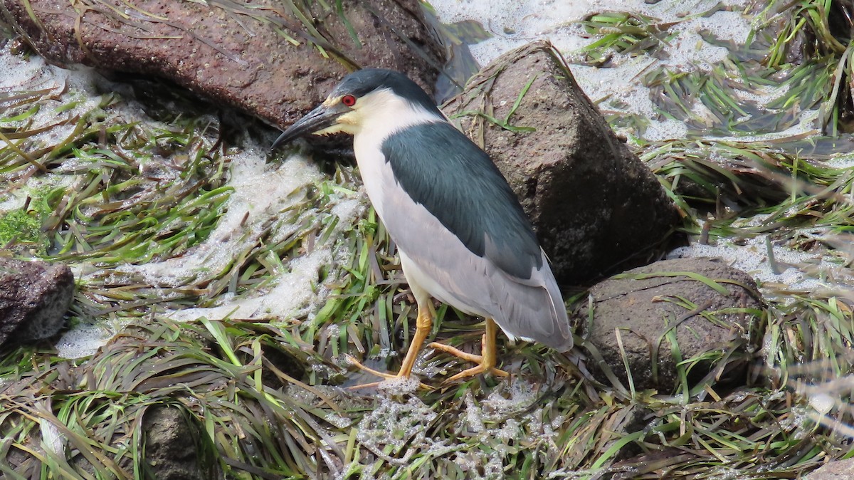 Black-crowned Night Heron - ML617861308