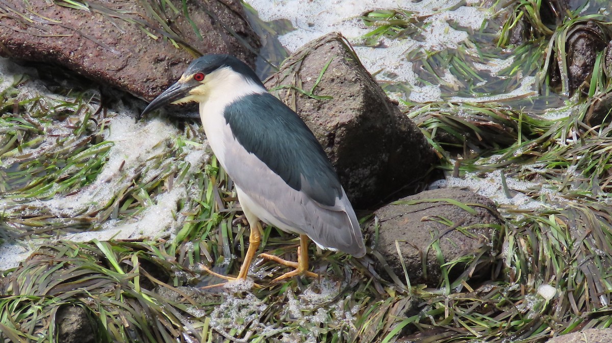 Black-crowned Night Heron - ML617861310