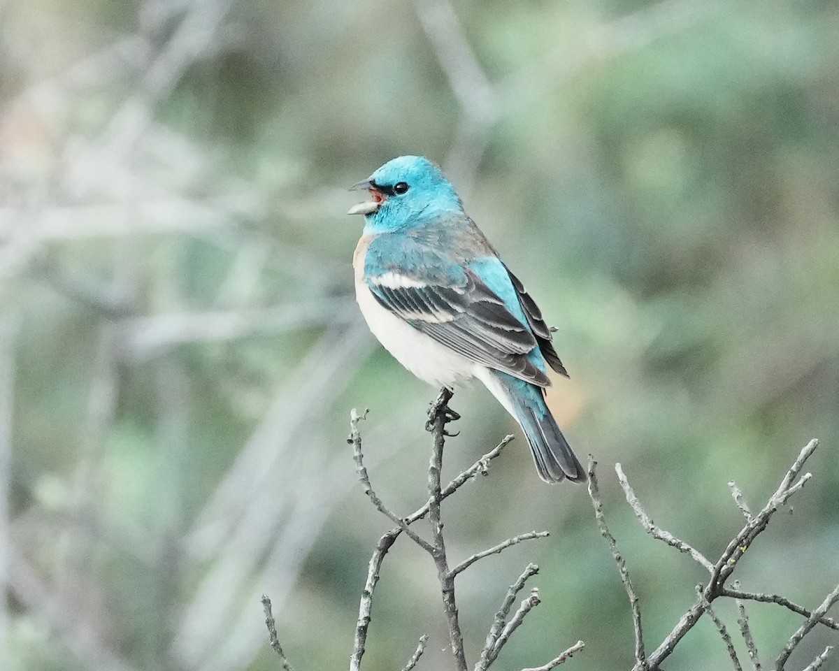 Lazuli Bunting - ML617861313