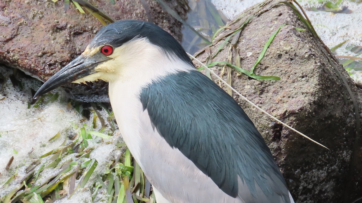 Black-crowned Night Heron - ML617861317