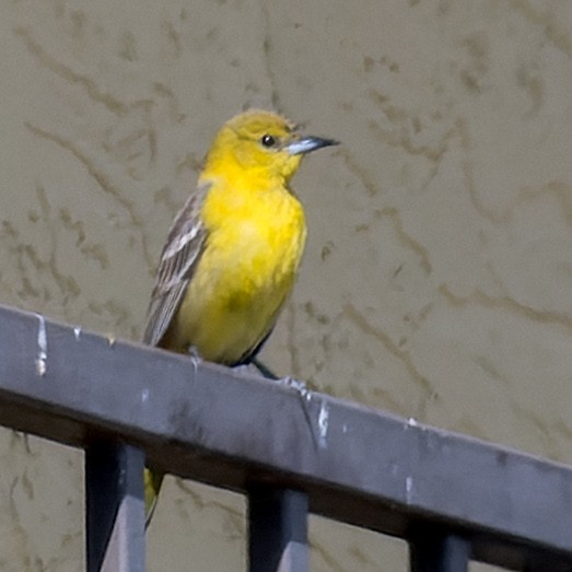 new world oriole sp. - Ruslan Balagansky