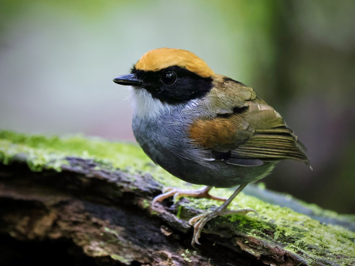 Black-cheeked Gnateater - ML617861350