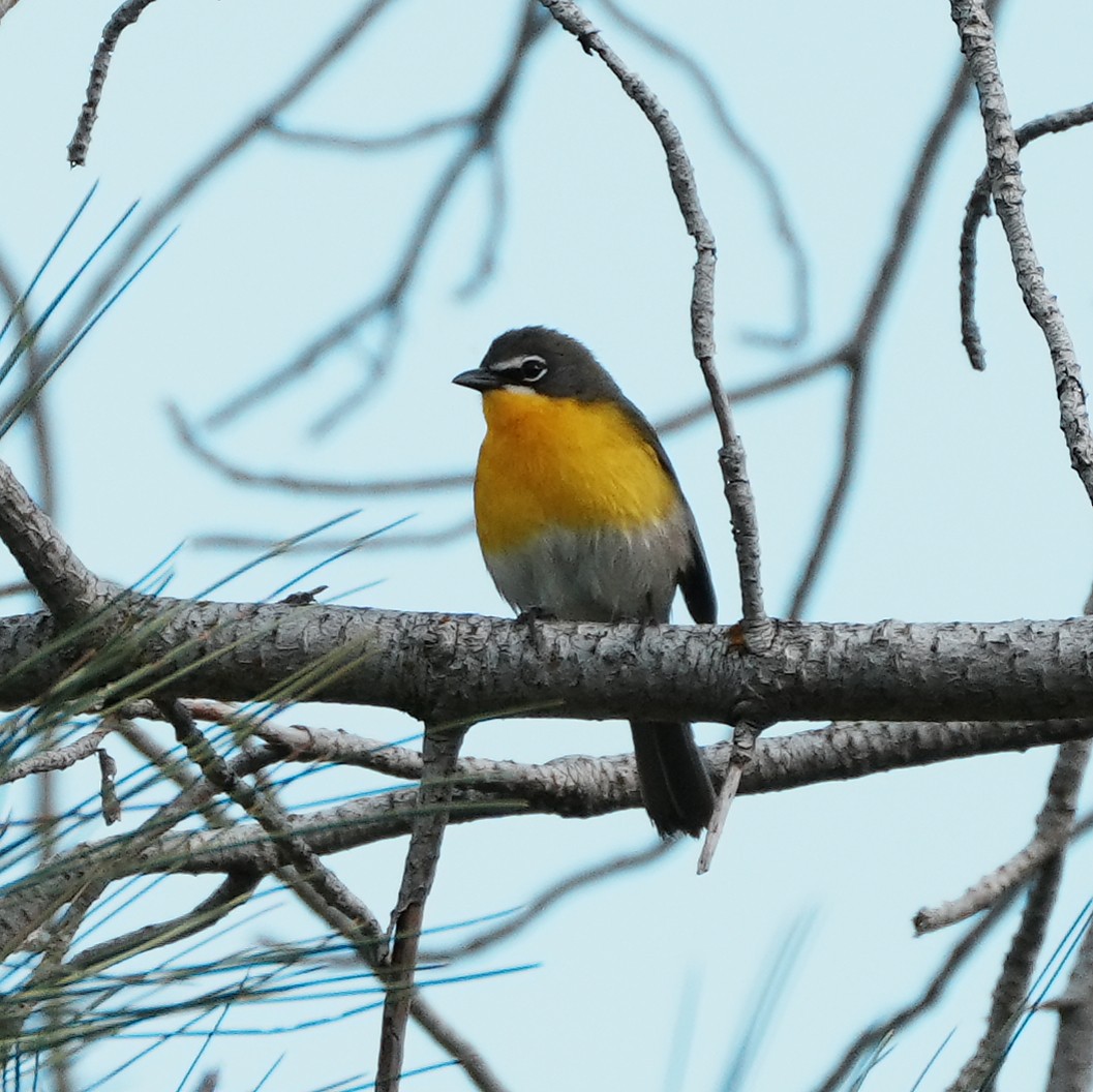 Yellow-breasted Chat - ML617861358