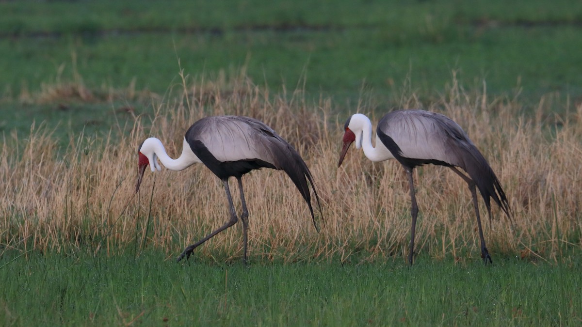 Wattled Crane - ML617861365