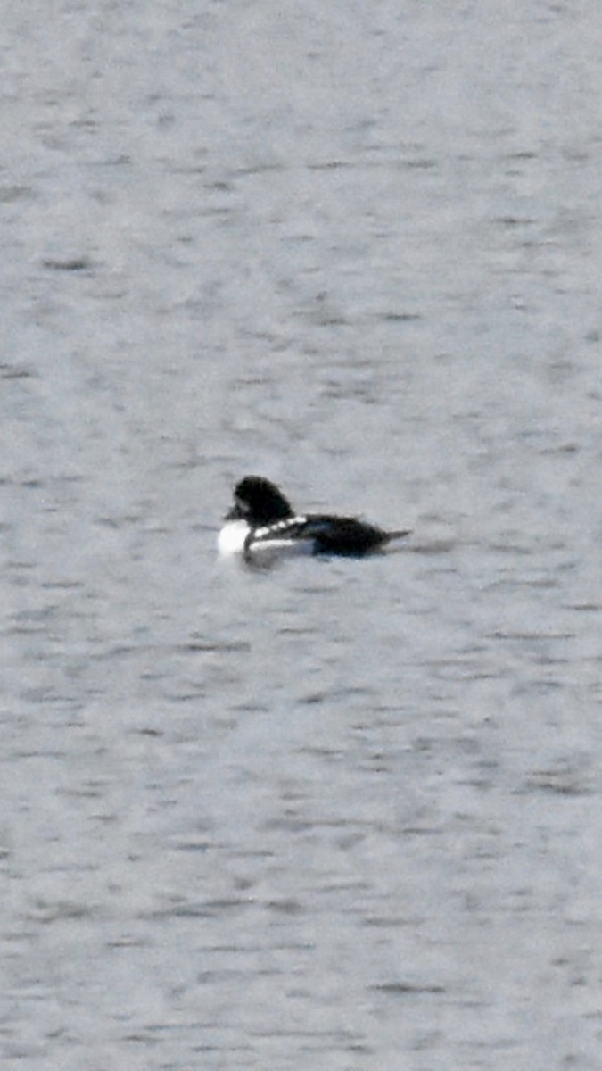 Barrow's Goldeneye - ML617861370