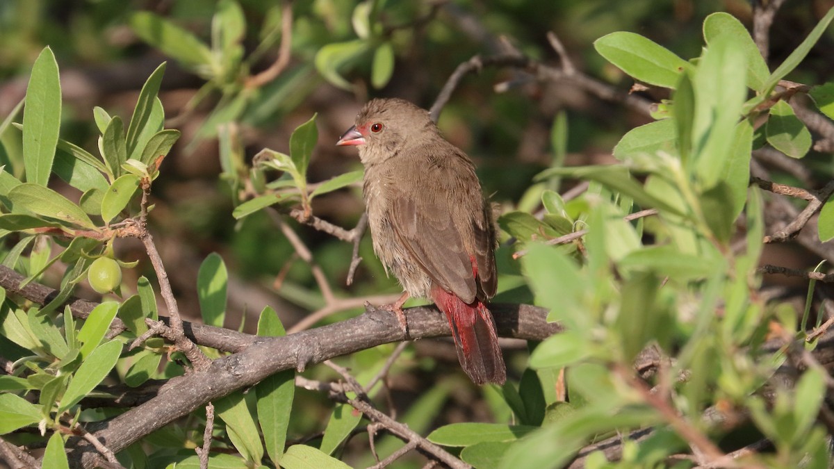 Red-billed Firefinch - Robert Holland