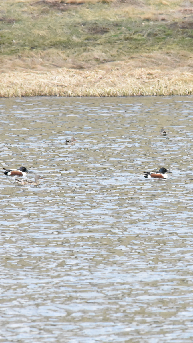 Northern Shoveler - ML617861408