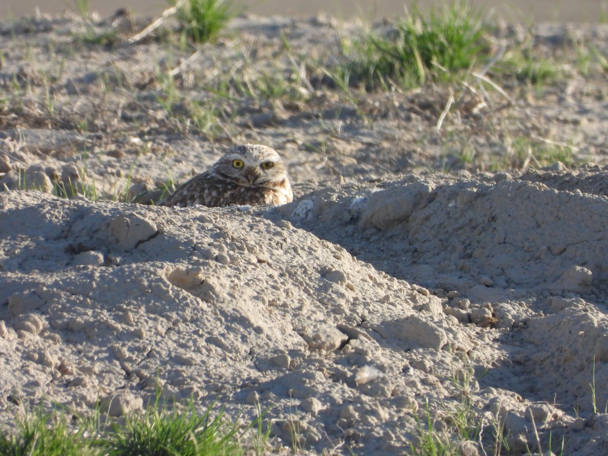 Burrowing Owl - ML617861422