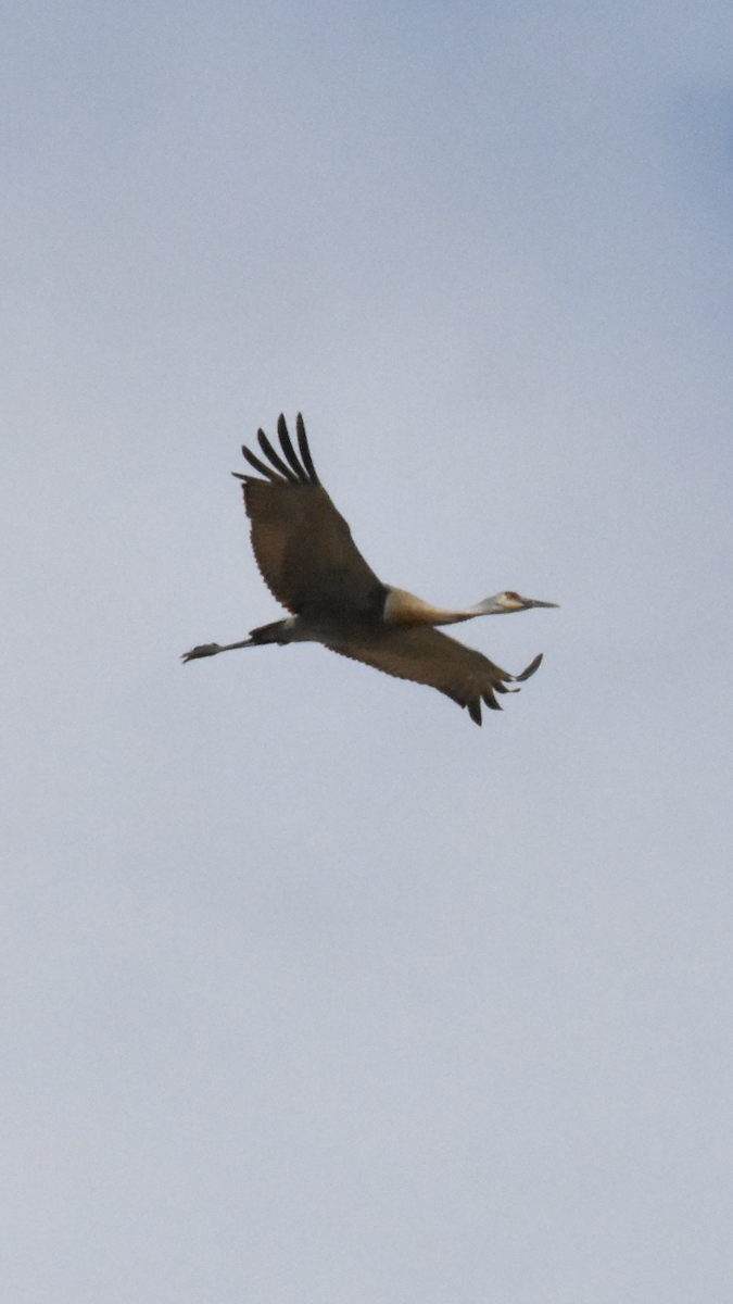 Sandhill Crane - ML617861437