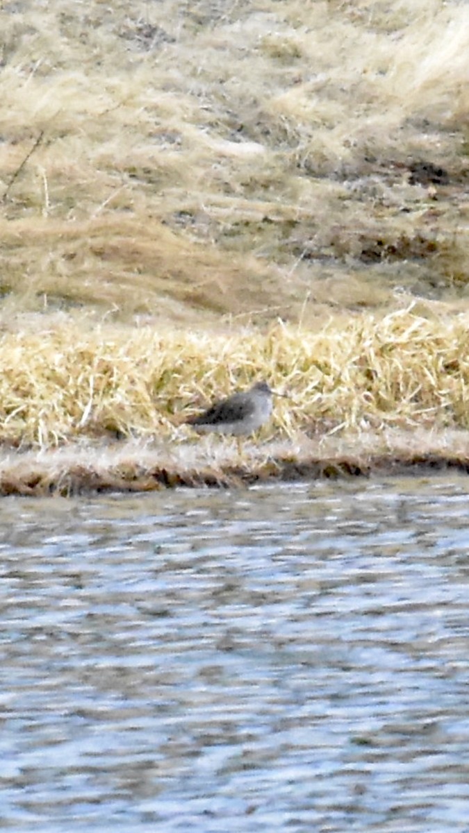 Greater Yellowlegs - ML617861450