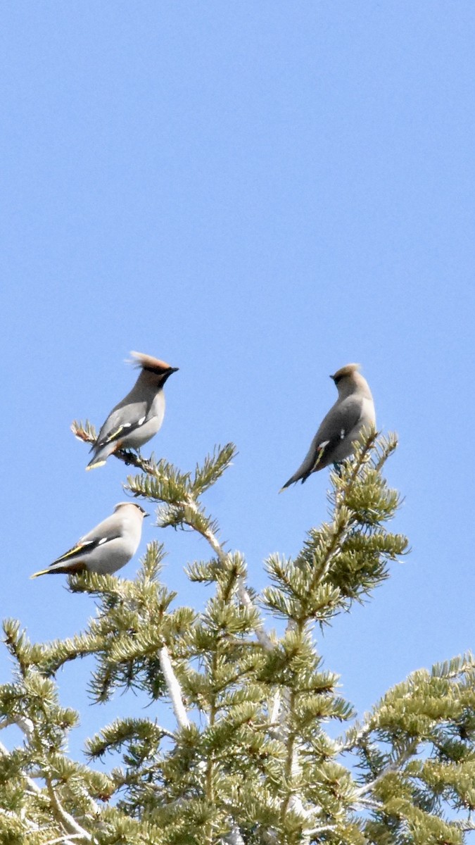 Bohemian Waxwing - ML617861465