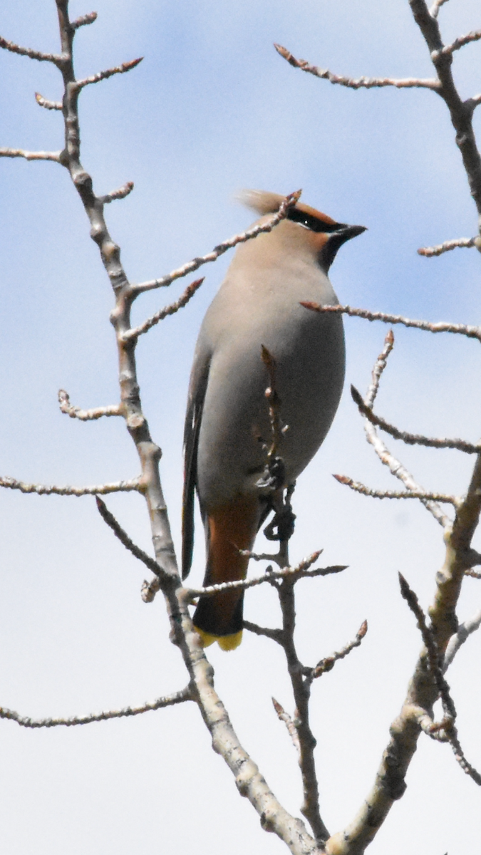 Bohemian Waxwing - ML617861466