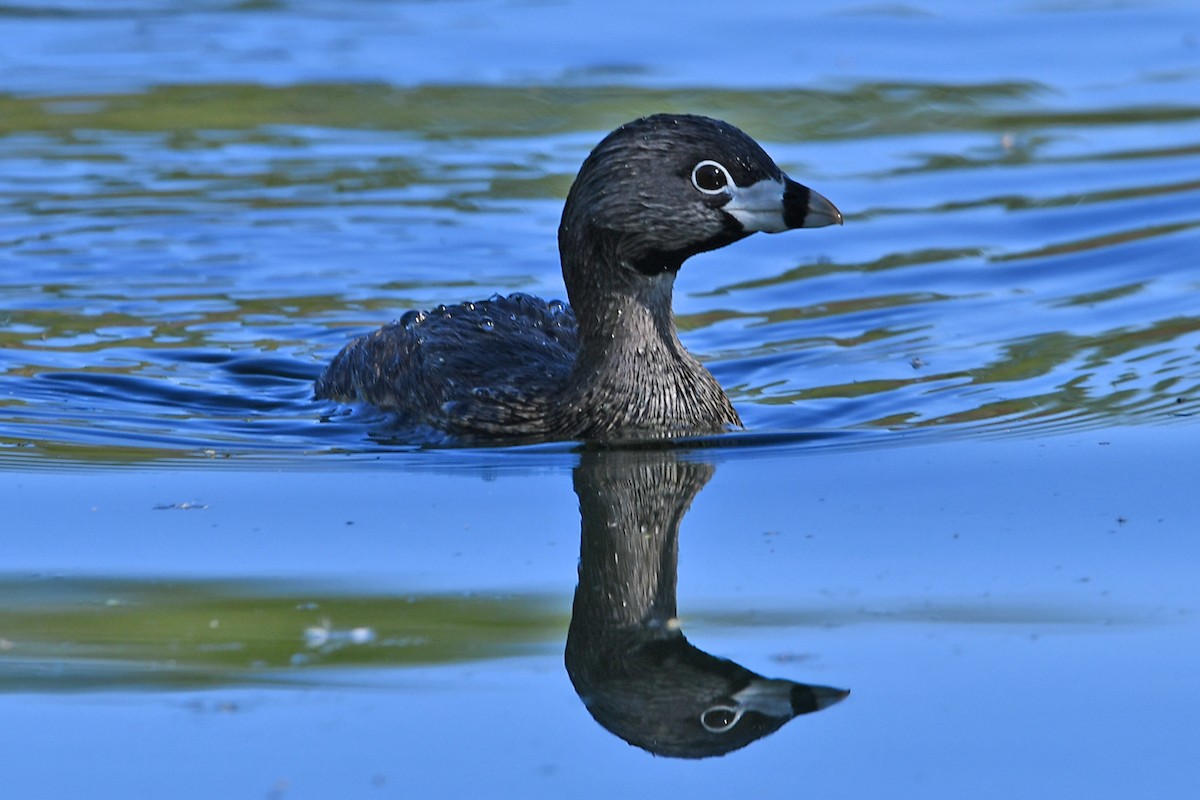 Pied-billed Grebe - ML617861506