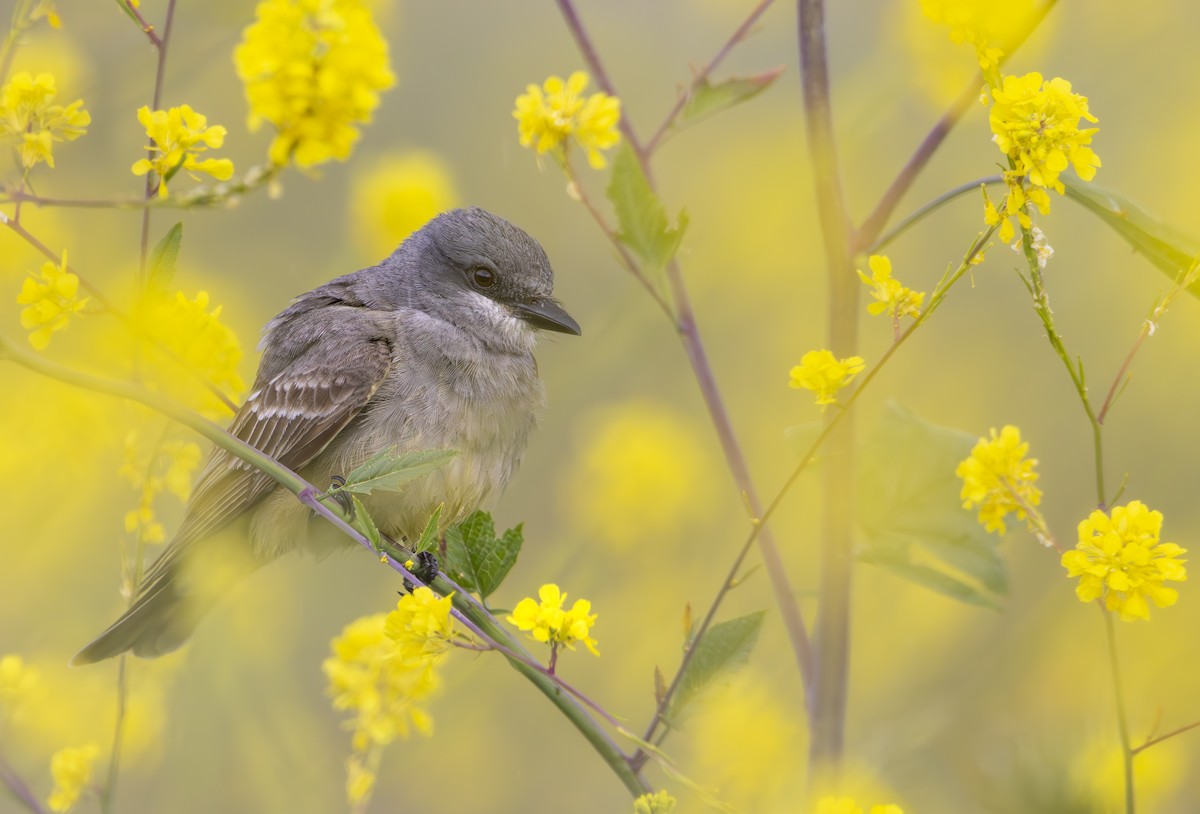 Cassin's Kingbird - ML617861549