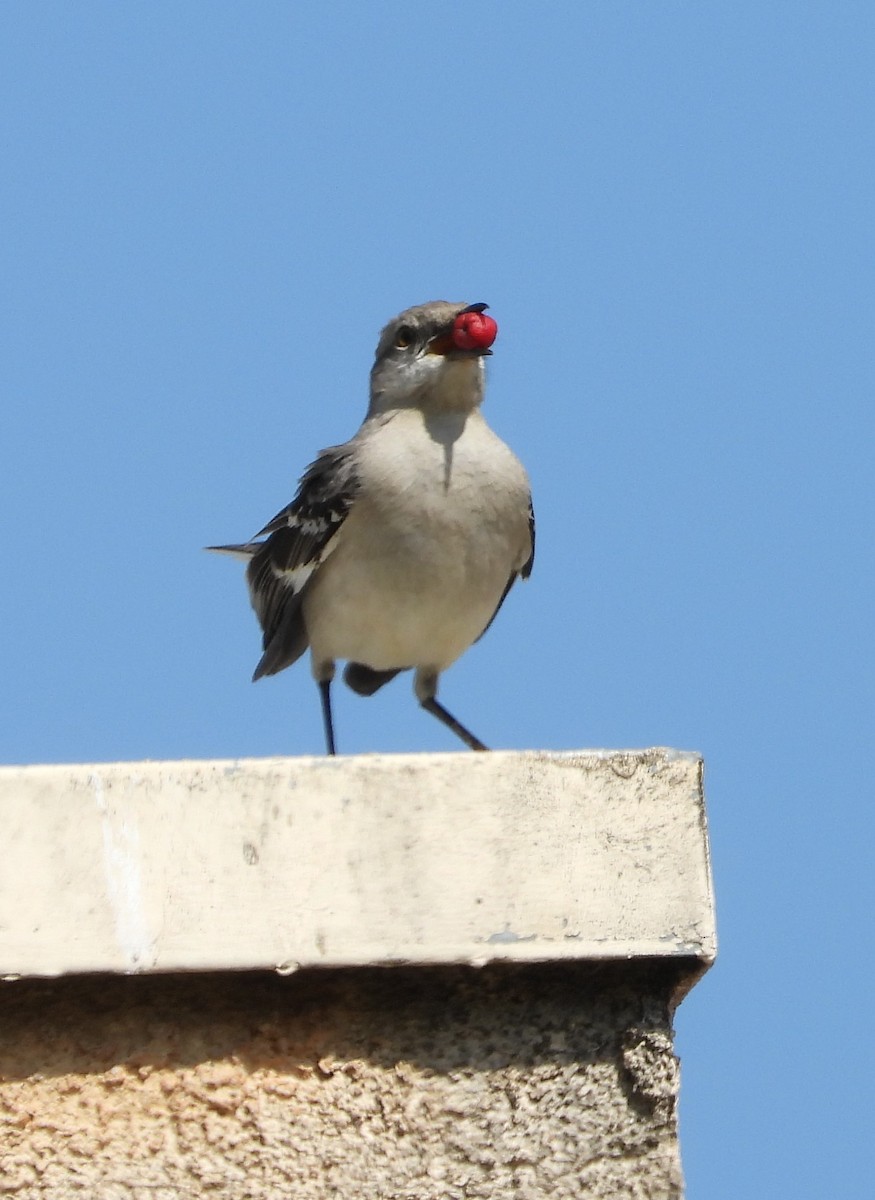 Northern Mockingbird - ML617861557