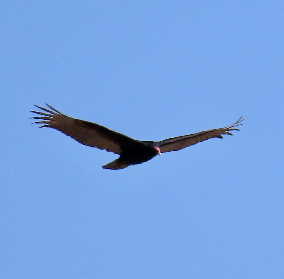 Turkey Vulture - ML617861572