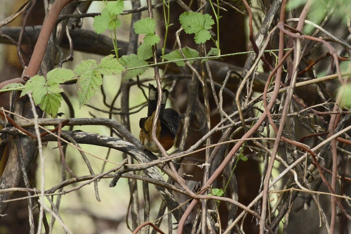 Spotted Towhee - ML617861654