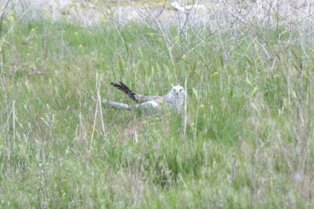 Northern Harrier - ML617861661