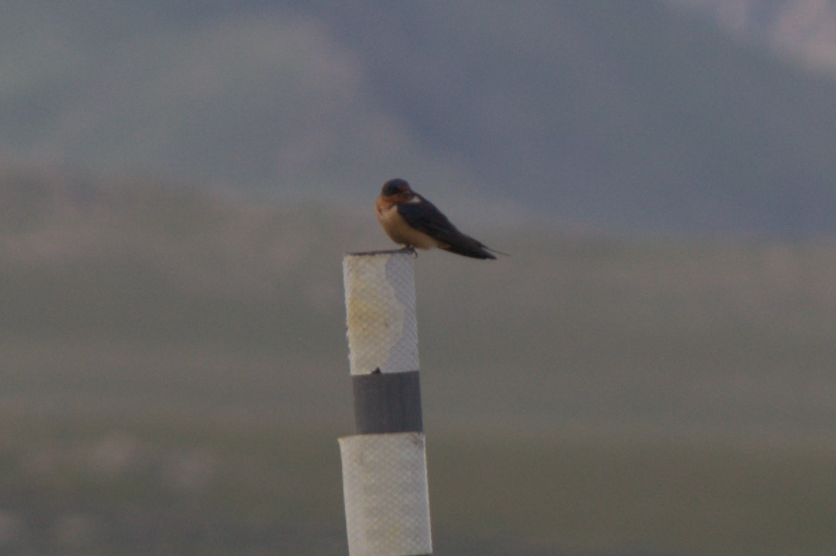 Barn Swallow - ML617861669