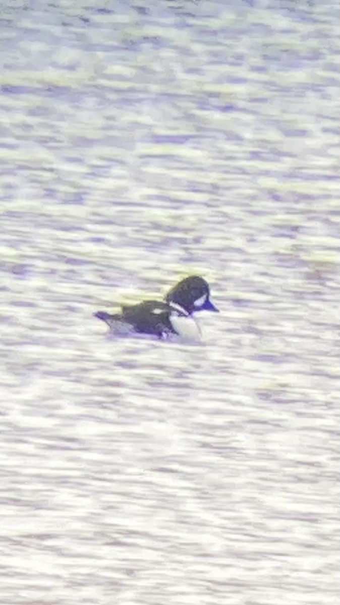 Barrow's Goldeneye - ML617861672