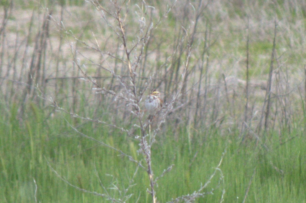 Savannah Sparrow - ML617861674