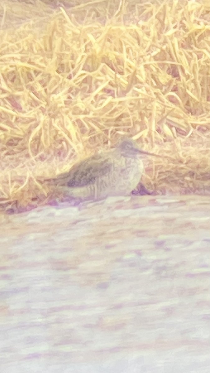 Greater Yellowlegs - ML617861697