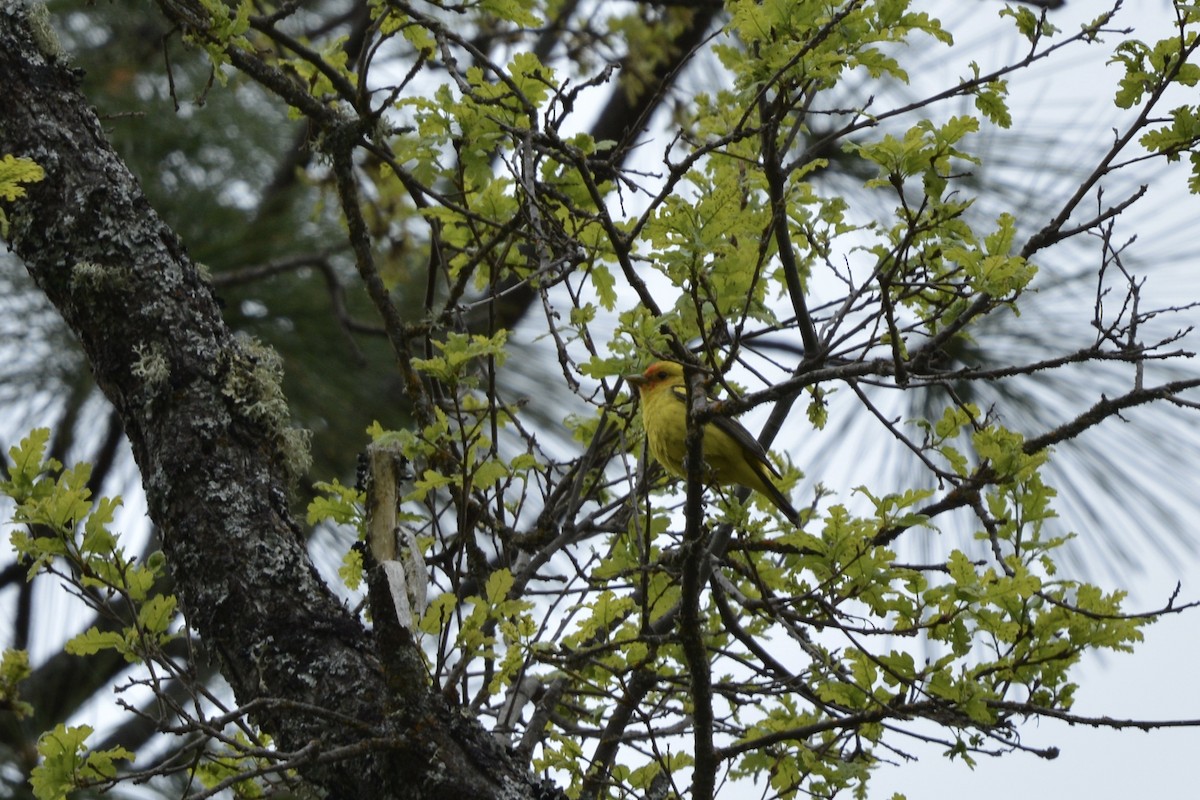 Western Tanager - ML617861708