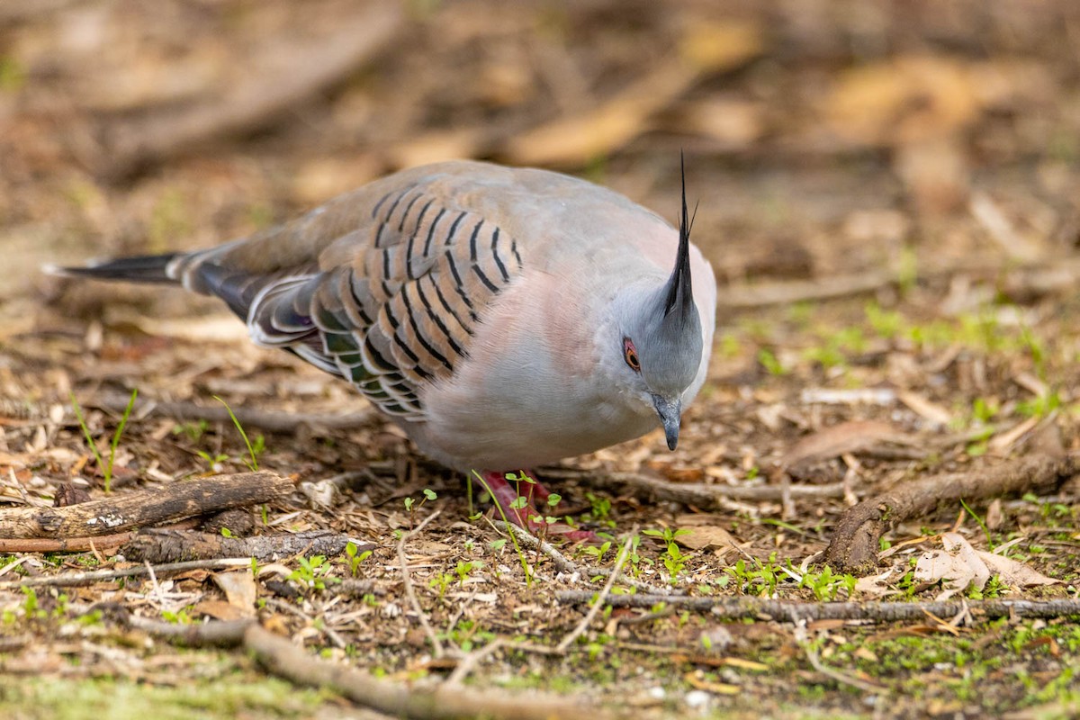 Crested Pigeon - ML617861761