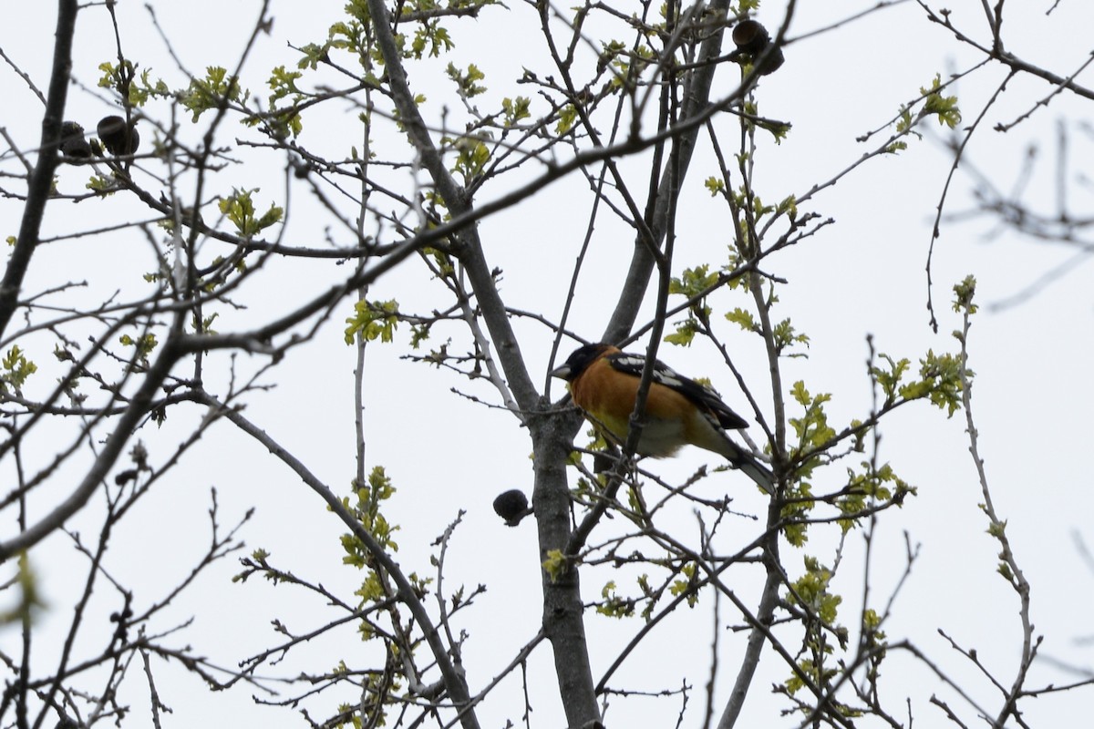 Black-headed Grosbeak - ML617861773