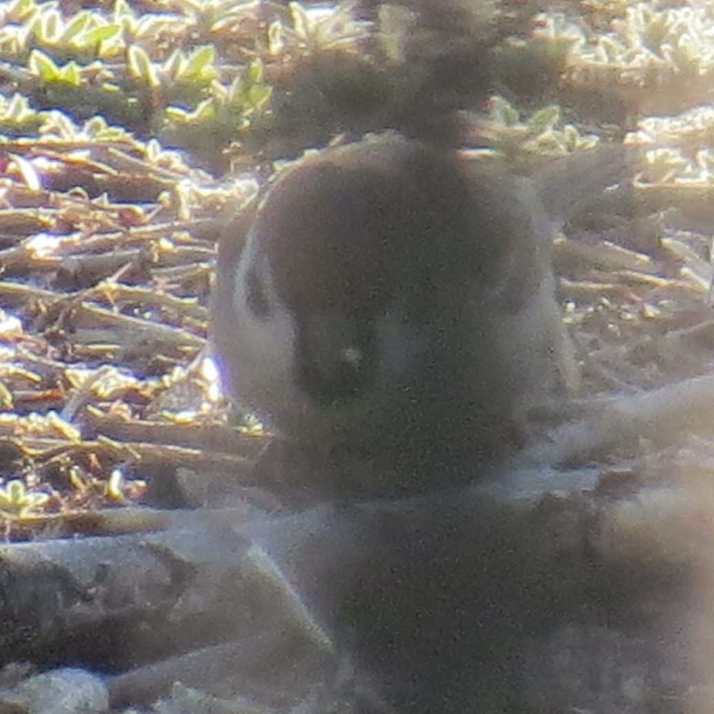 vrabec polní - ML617861782