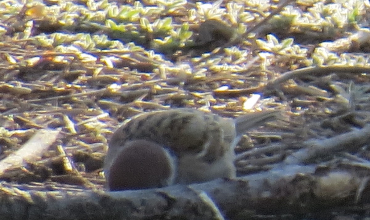 vrabec polní - ML617861783