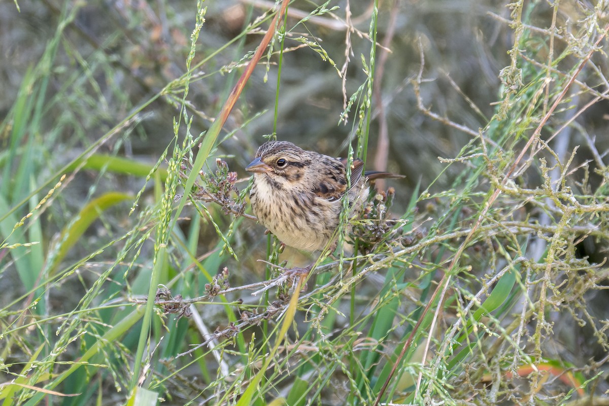 Song Sparrow (heermanni Group) - ML617861835