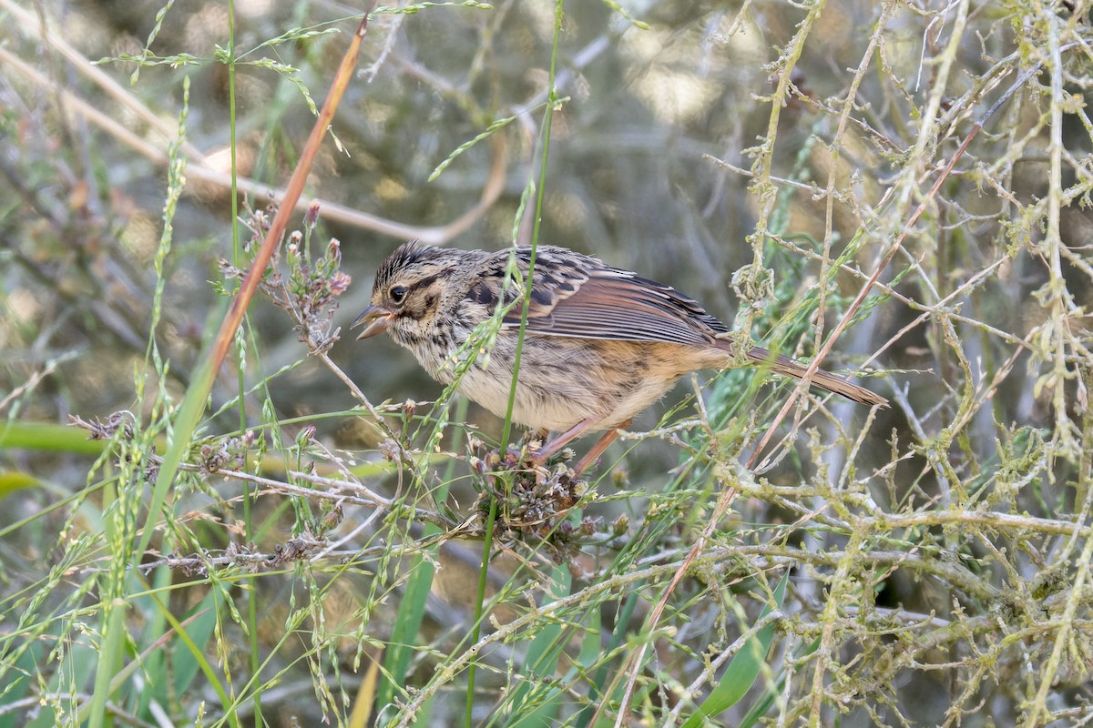 Song Sparrow (heermanni Group) - ML617861836