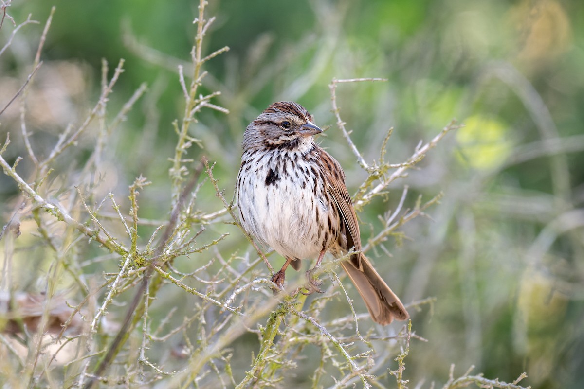 Song Sparrow (heermanni Group) - ML617861838