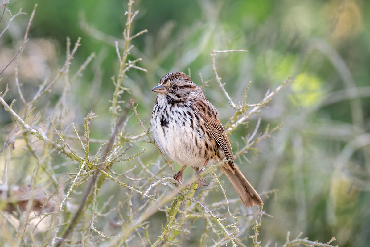 Song Sparrow (heermanni Group) - ML617861839