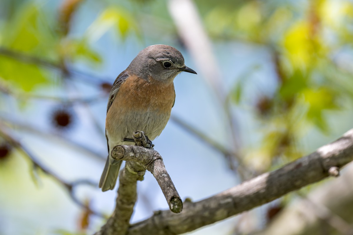 Western Bluebird - Ruslan Balagansky