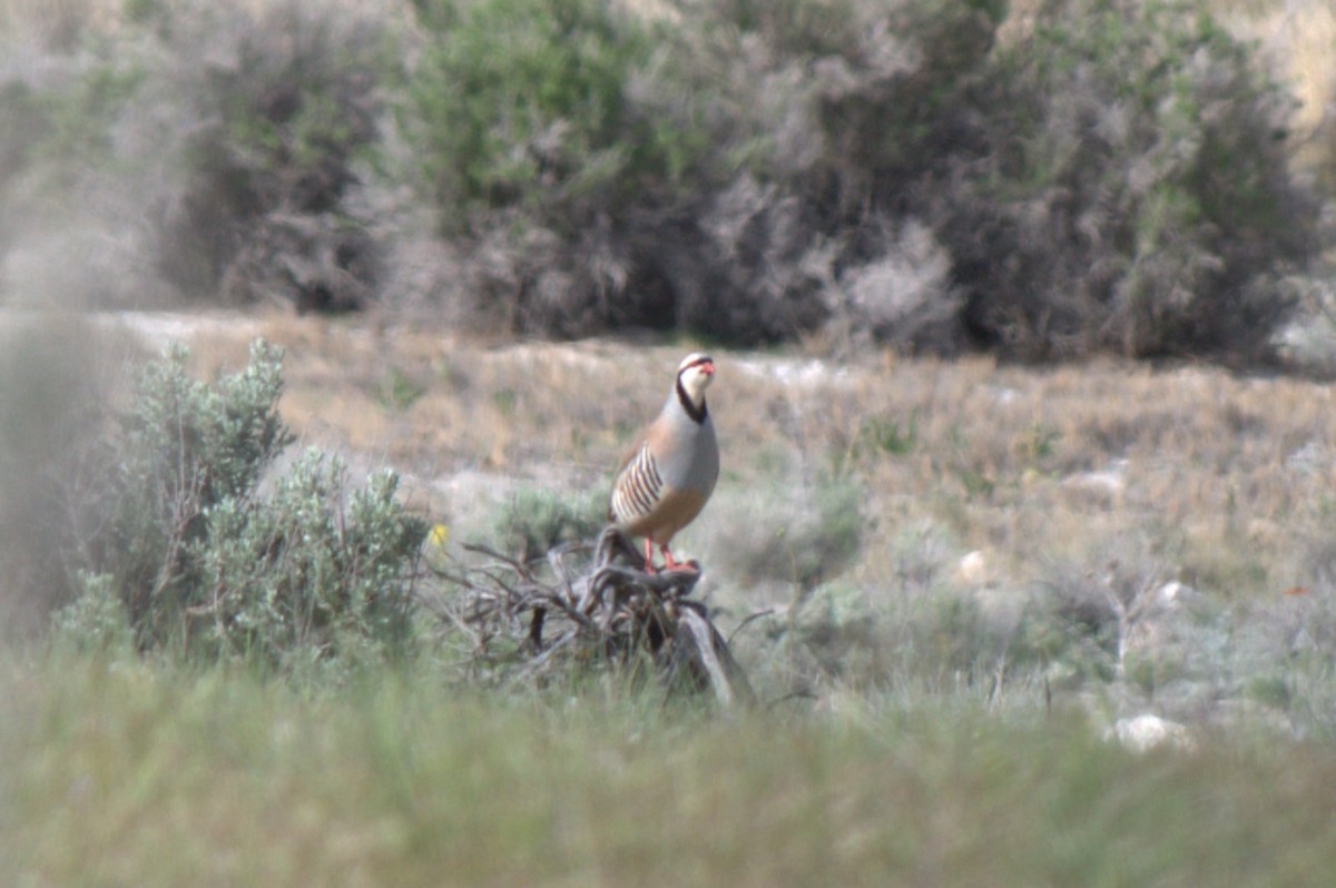Chukar - ML617861899