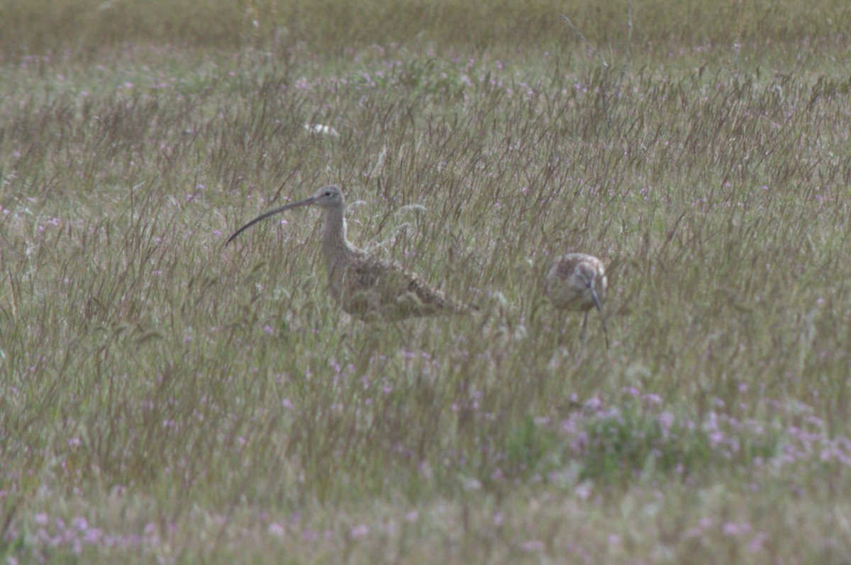 Long-billed Curlew - ML617861909
