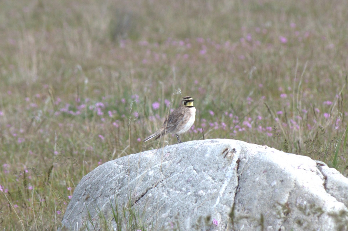 Horned Lark - ML617861913