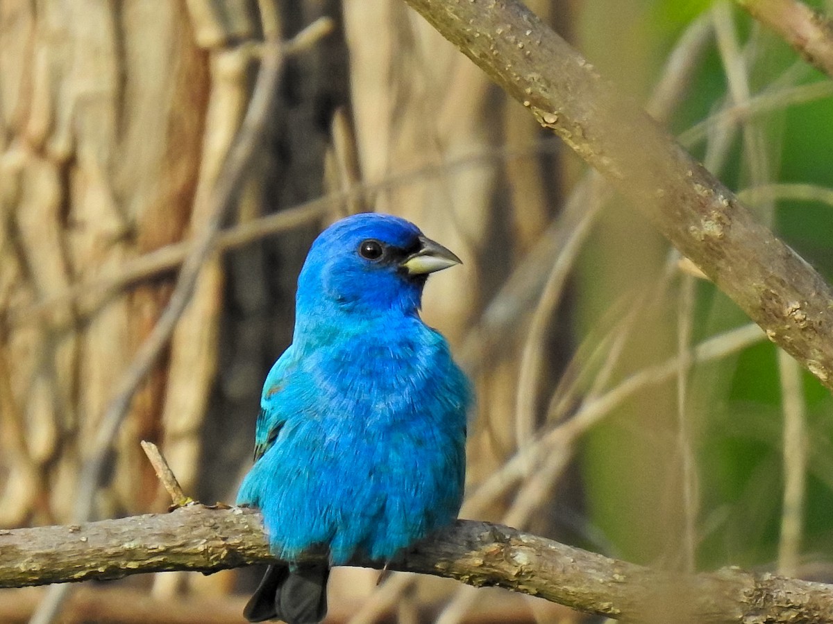 Indigo Bunting - ML617861919