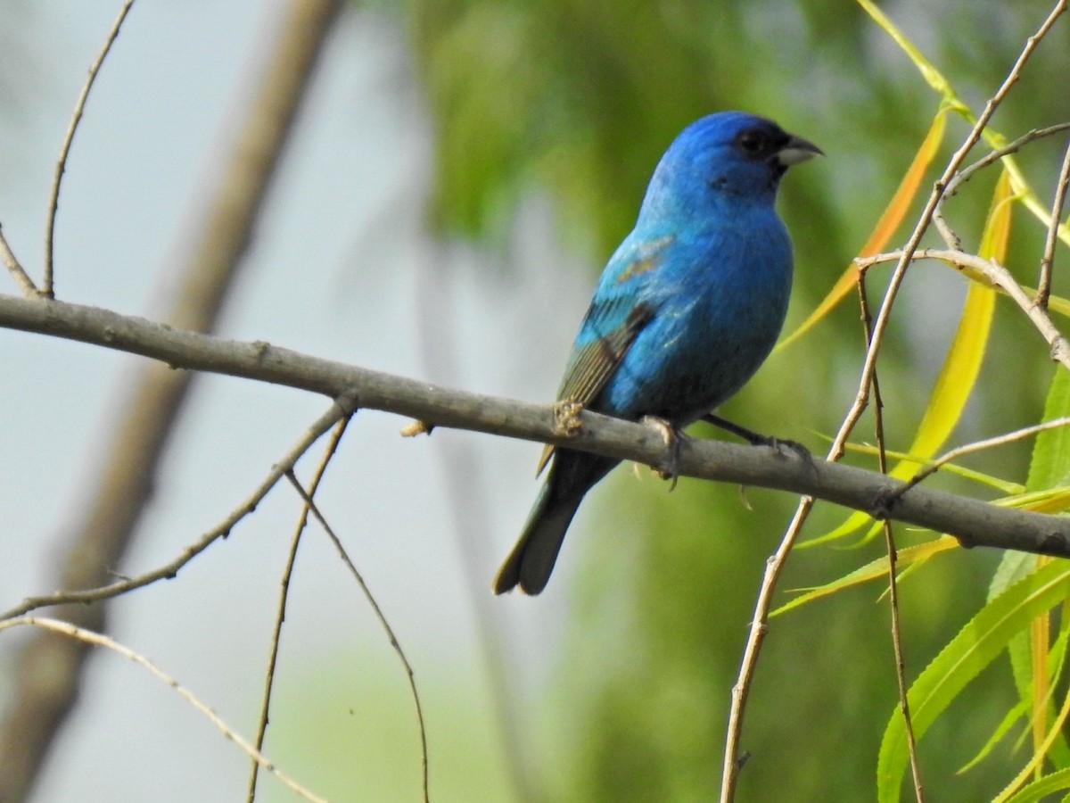 Passerin indigo - ML617861920