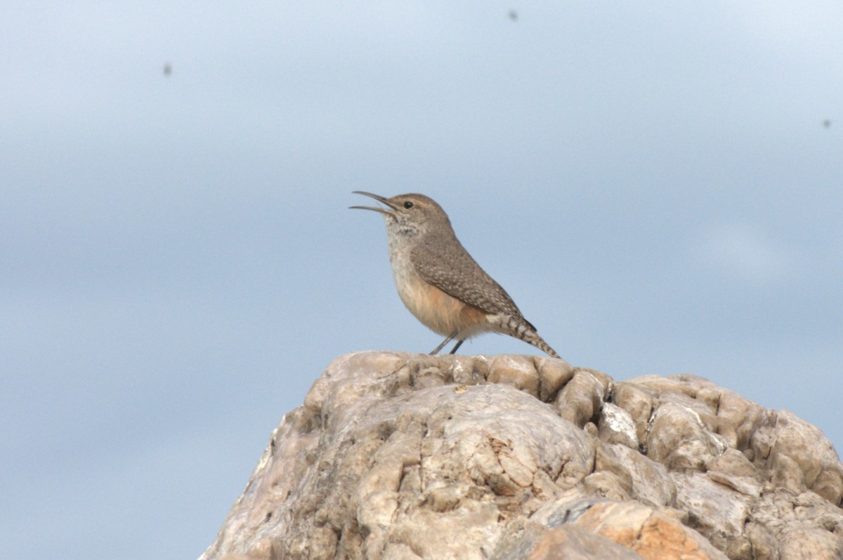 Rock Wren - ML617861930