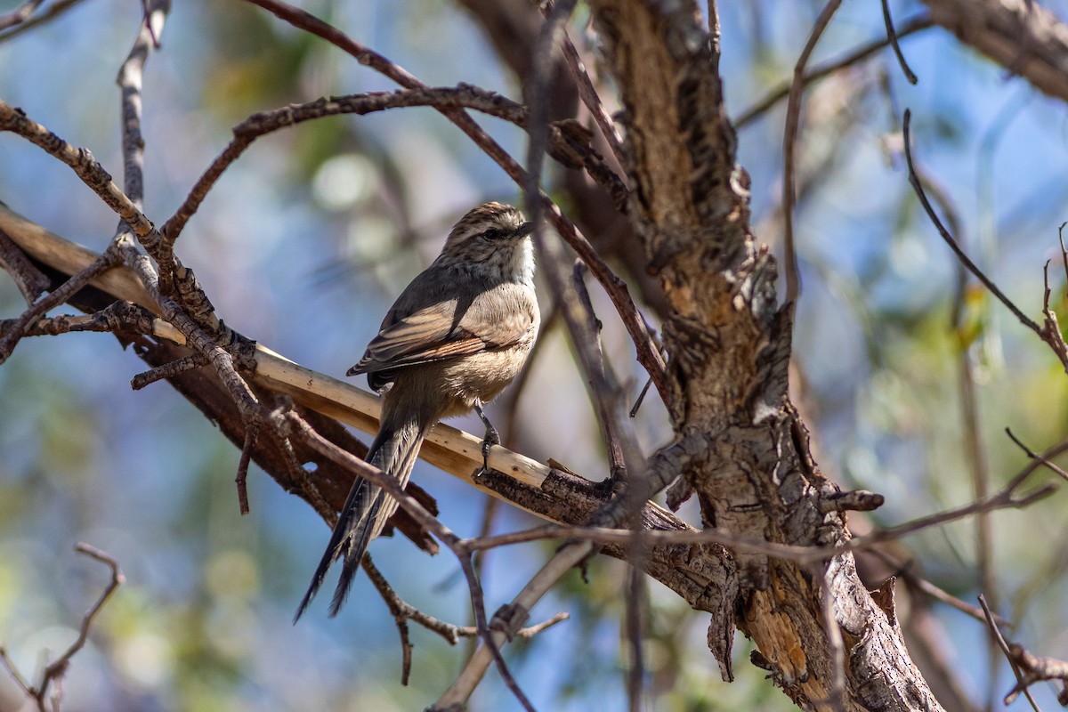 Plain-mantled Tit-Spinetail (berlepschi) - ML617861955