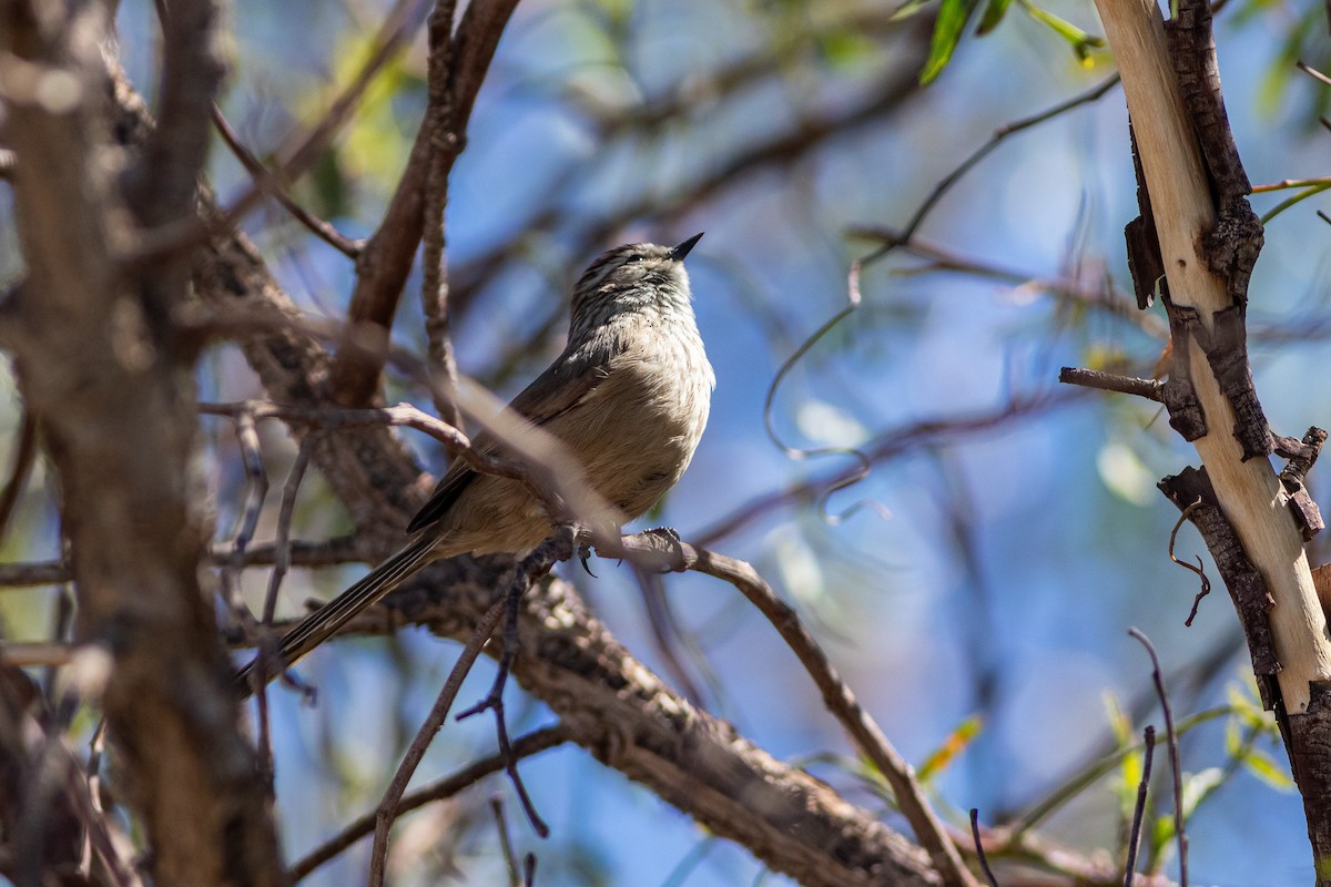 Plain-mantled Tit-Spinetail (berlepschi) - ML617861956