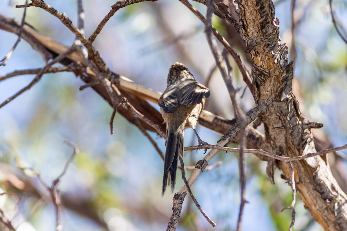 Plain-mantled Tit-Spinetail (berlepschi) - ML617861957